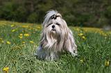 SHIH TZU 276
